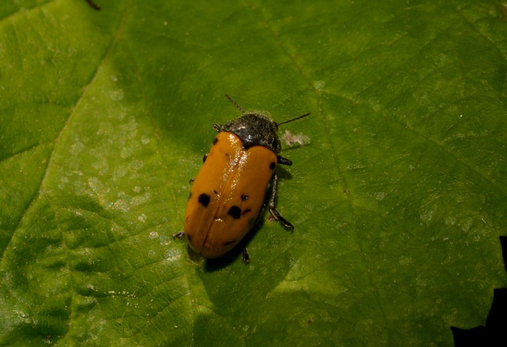 Lachnaia italica, Chrysomelidae